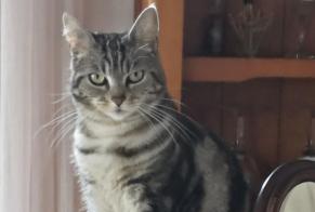 Alerta desaparecimento Gato  Fêmea , 2 anos Orthez France