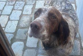 Alerta desaparecimento Cão  Fêmea , 3 anos Saint-Émilion France