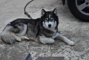 Alerta desaparecimento Cão  Fêmea , 6 anos Dixmont France