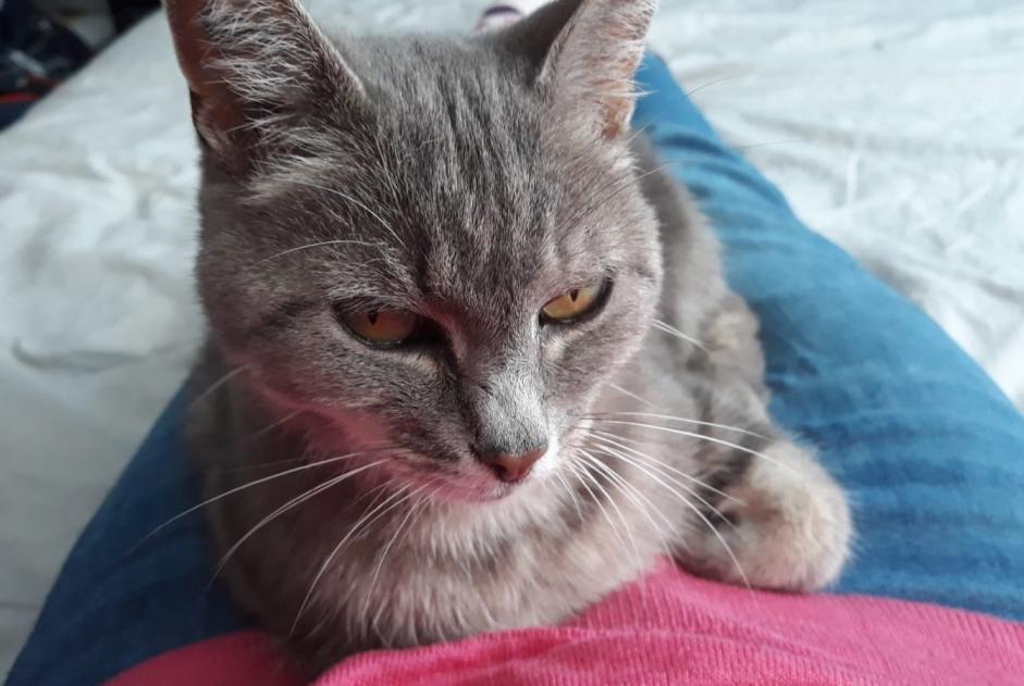 Alerta desaparecimento Gato Fêmea , 17 anos Limoges France
