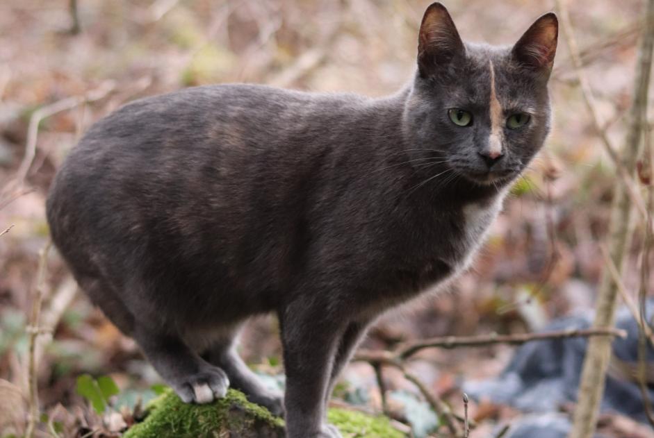 Alerta desaparecimento Gato  Fêmea , 2 anos Champétières France