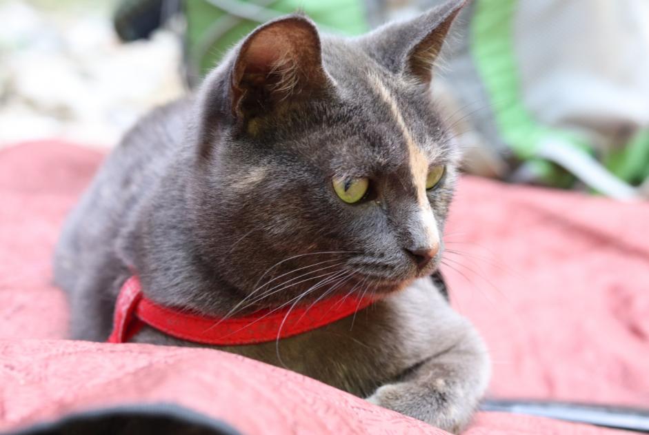 Alerta desaparecimento Gato  Fêmea , 2 anos Champétières France