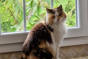 Alerta desaparecimento Gato Fêmea , 6 anos Ploudaniel France