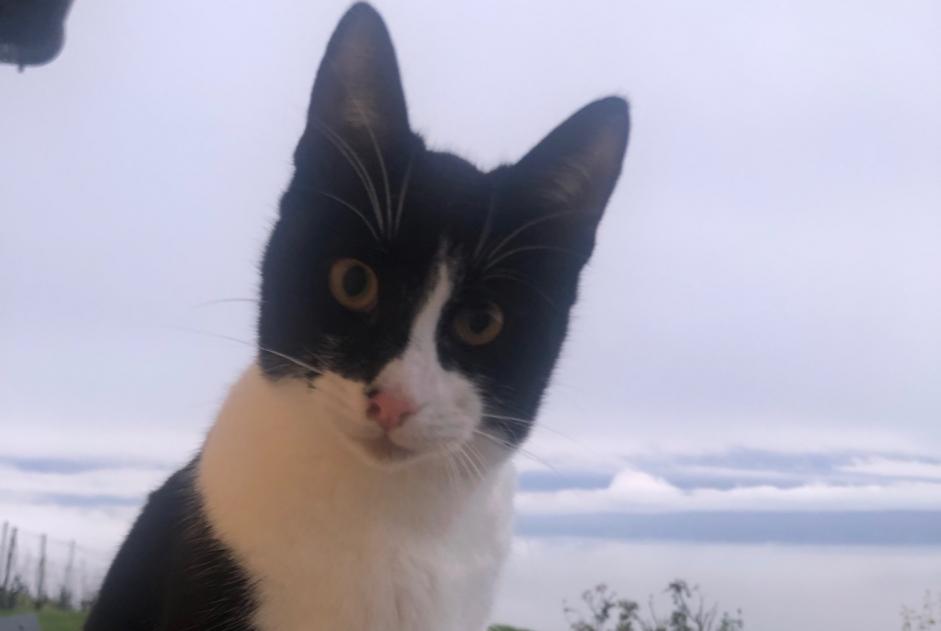 Alerta desaparecimento Gato  Macho , 1 anos Bourg-en-Lavaux Switzerland
