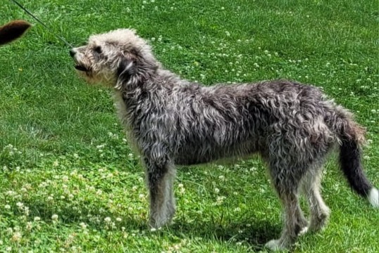 Alerta desaparecimento Cão cruzamento Macho , 5 anos Cussy-en-Morvan France