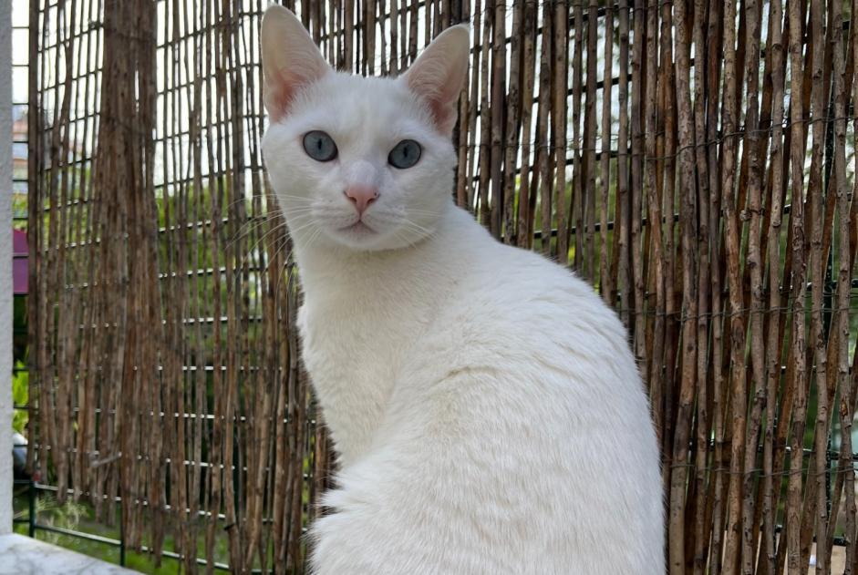 Alerta desaparecimento Gato  Macho , 3 anos Lisboa Portugal