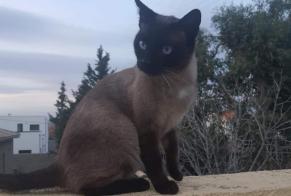 Alerta desaparecimento Gato  Macho , 5 anos Perpignan France
