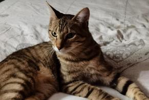 Alerta desaparecimento Gato Macho , 1 anos Ouroux-sur-Saône France