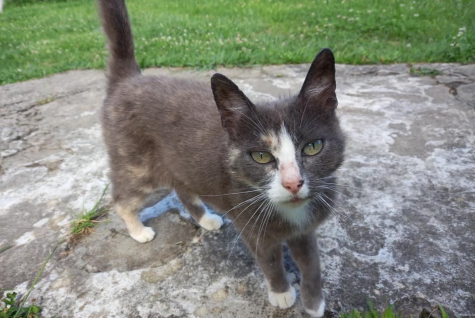 Alerta descoberta Gato Fêmea , 2 anos Poyanne France