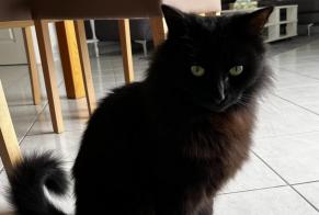 Alerta desaparecimento Gato Macho , 2 anos Le Gué-d'Alleré France