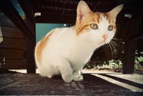 Alerta desaparecimento Gato Fêmea , 3 anos Garat France