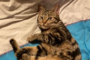 Alerta desaparecimento Gato  Macho , 1 anos Vitry-sur-Seine France