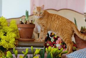 Alerta desaparecimento Gato  Macho , 2 anos Marseille France