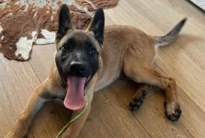 Alerta descoberta Cão  Fêmea Athis-Val-de-Rouvre France