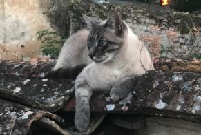 Alerta desaparecimento Gato Macho , 3 anos Cadillac-sur-Garonne France