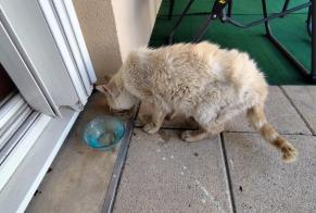 Alerta descoberta Gato Fêmea Libourne France