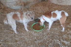 Alerta descoberta Cão  Desconhecido , 4 anos Mogneville France