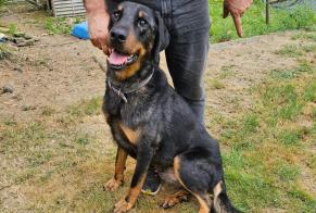 Alerta descoberta Cão  Macho Saint-Denis-sur-Sarthon France