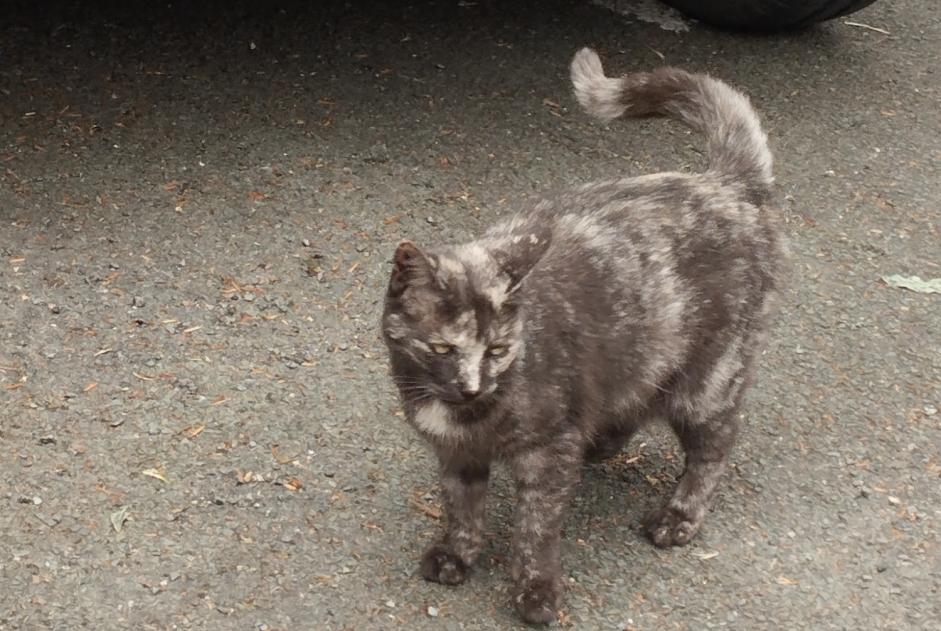 Alerta descoberta Gato Desconhecido Montreuil-Juigné France