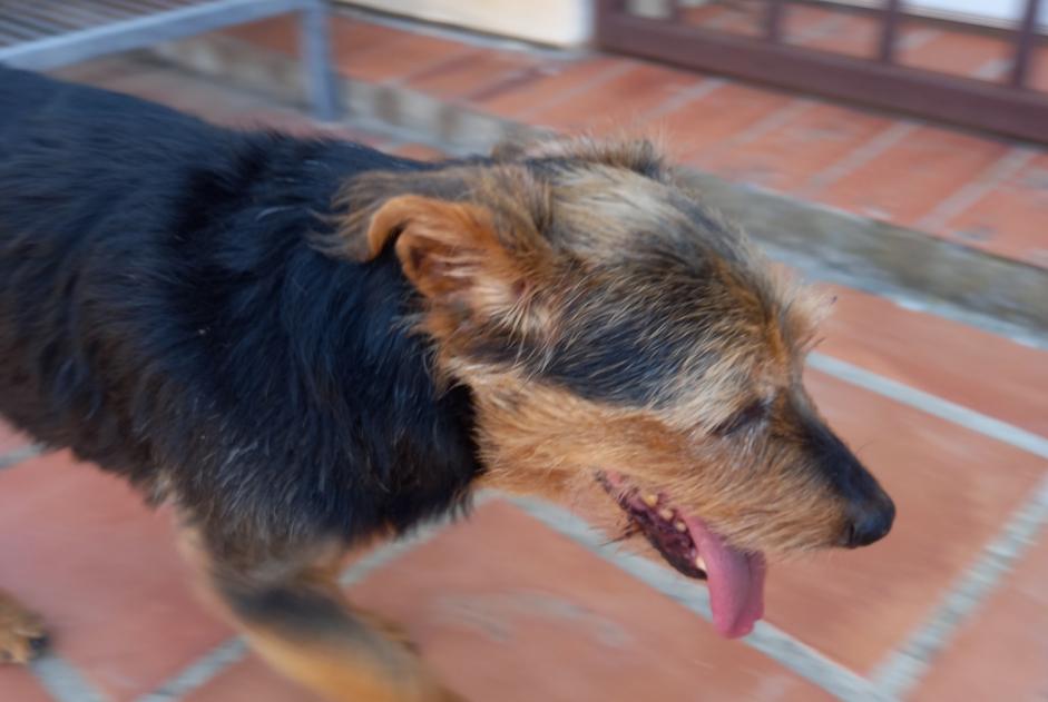 Alerta descoberta Cão Macho Cabestany France