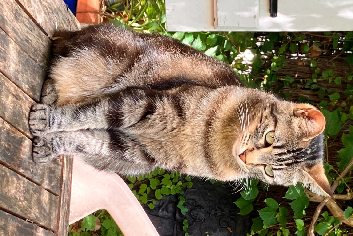 Alerta desaparecimento Gato Fêmea , 3 anos Lacroix-Falgarde France