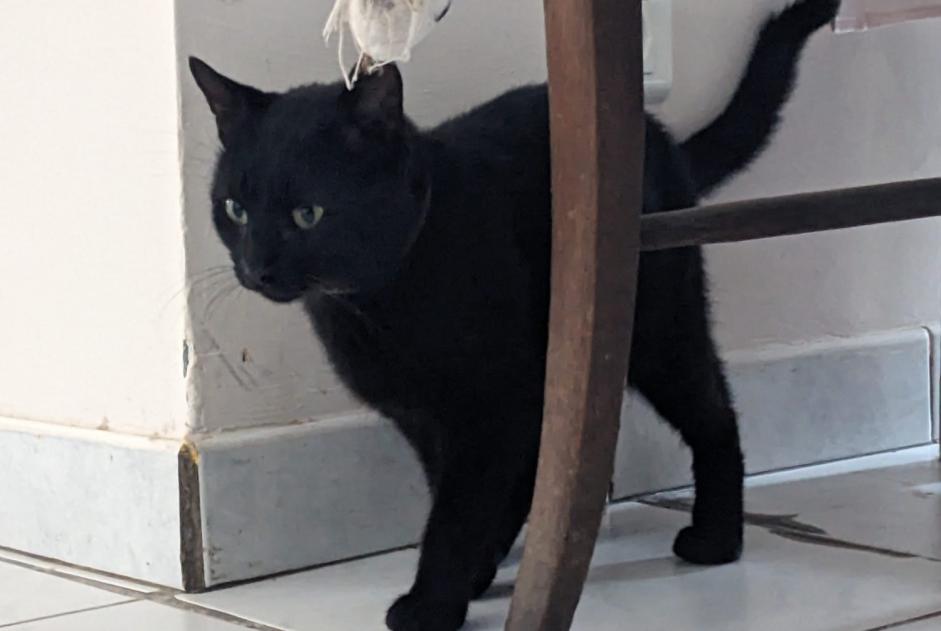 Alerta descoberta Gato Macho , Entre 7 e 9 meses La Burbanche France