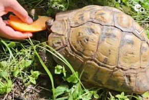 Alerta desaparecimento Tartaruga Fêmea , 2024 anos Saint-Herblain France