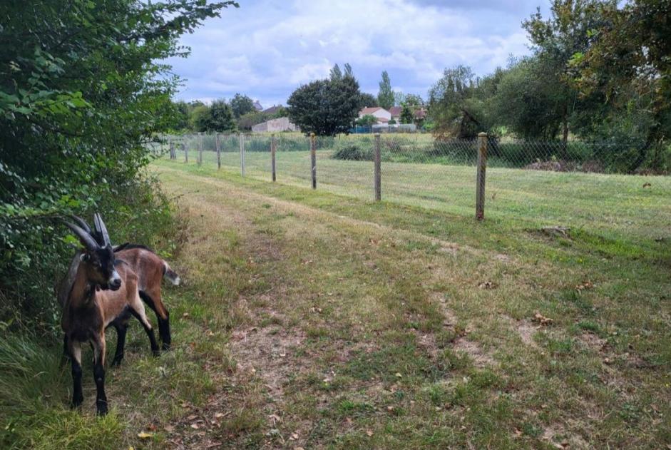 Alerta descoberta Cabra Desconhecido Villemort France