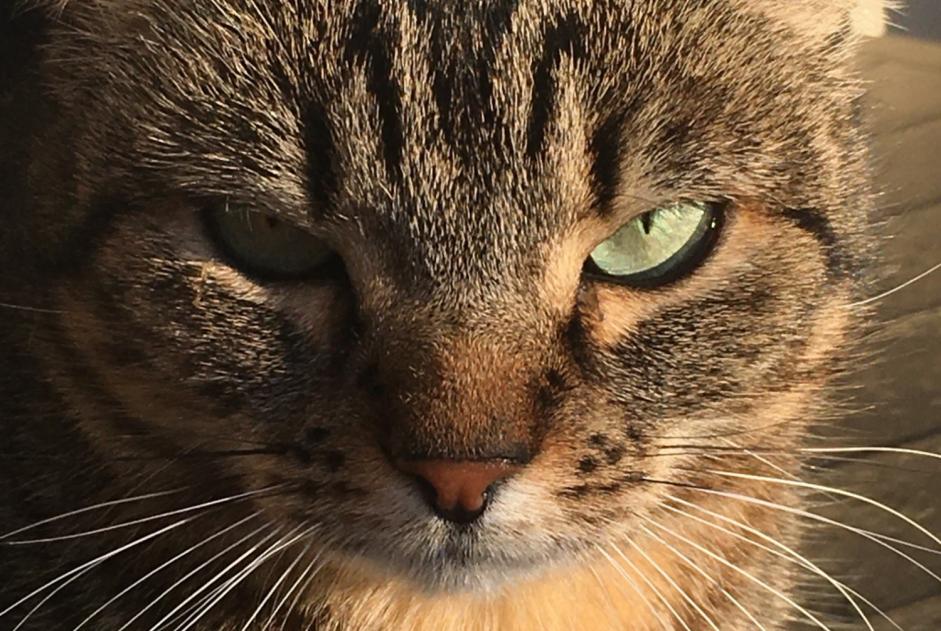 Alerta desaparecimento Gato  Fêmea , 5 anos Rivières France