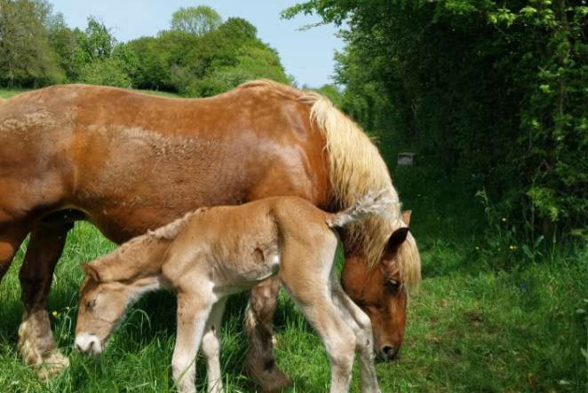 Alerta desaparecimento Cavalo Fêmea , 2024 anos Voillans France