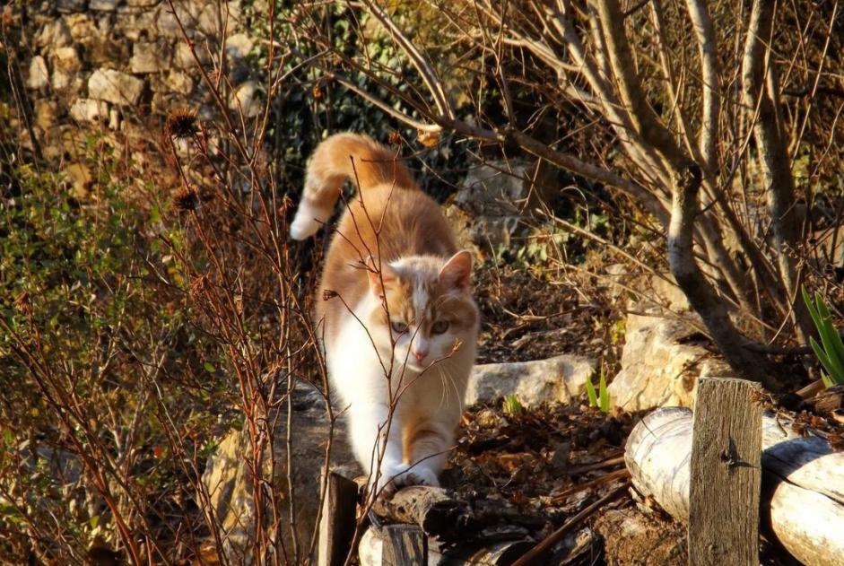 Alerta desaparecimento Gato Macho , 3 anos Valence France