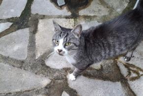 Alerta descoberta Gato Desconhecido Brétigny-sur-Orge France