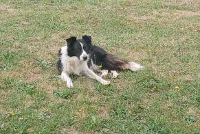 Alerta descoberta Cão  Desconhecido Agos-Vidalos France