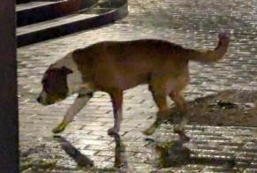 Alerta descoberta Cão Macho Mérignac France