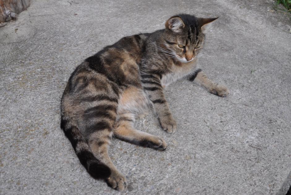 Alerta desaparecimento Gato Macho , 12 anos Blonay - Saint-Légier Switzerland