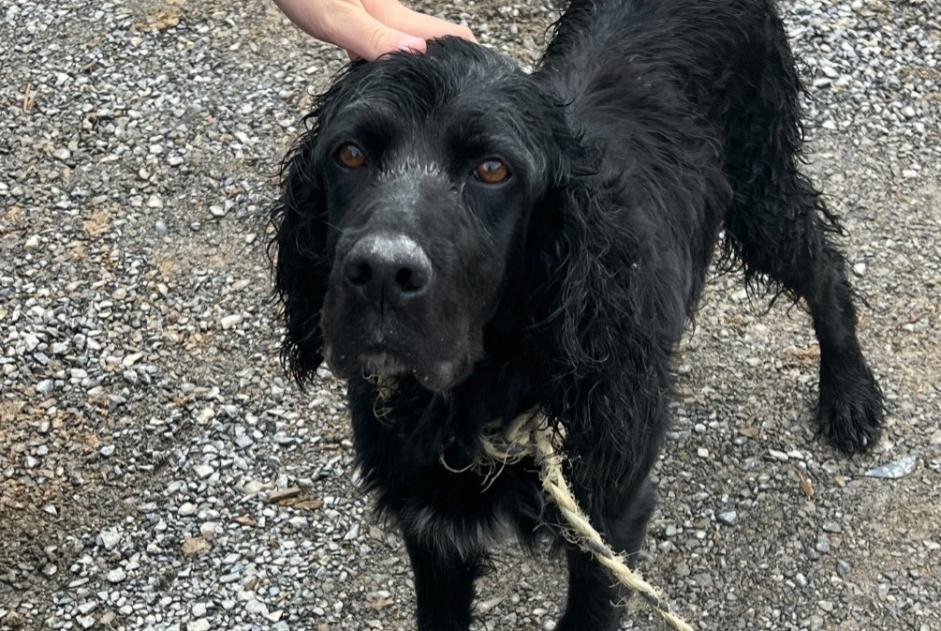 Alerta descoberta Cão Macho Ainhoa France