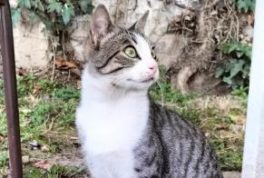 Alerta descoberta Gato  Macho Le Bourget France