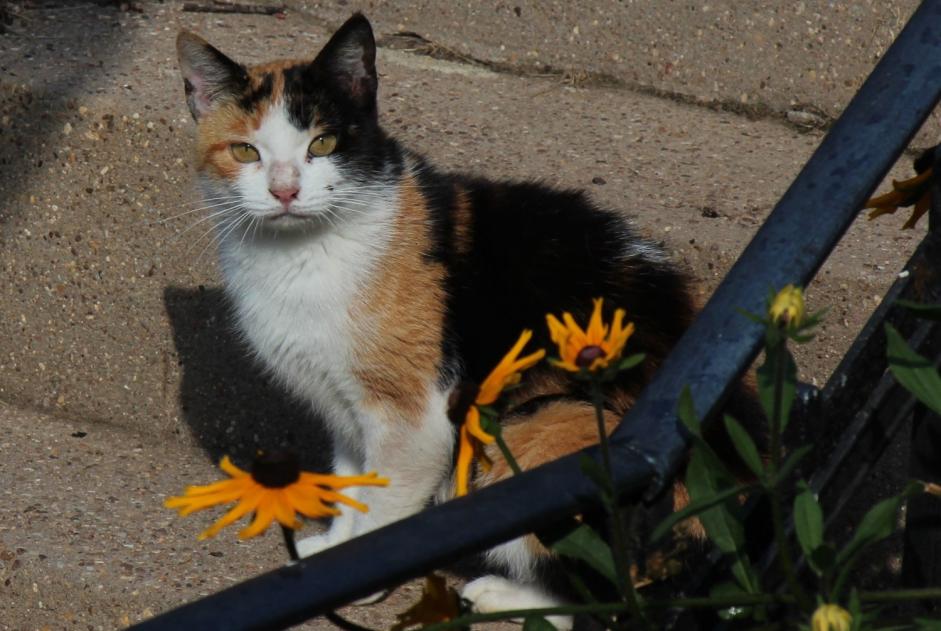 Alerta descoberta Gato Desconhecido , 3 anos Creutzwald France