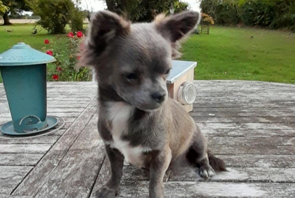 Alerta descoberta Cão  Fêmea Saint-Loup-des-Vignes France