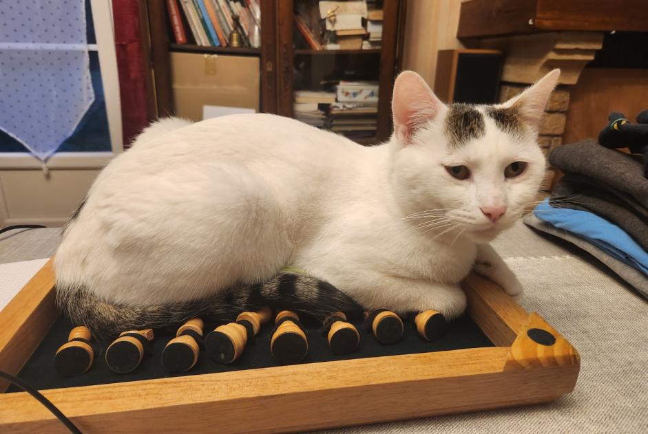 Alerta desaparecimento Gato Macho , 2 anos La Chapelle-en-Vexin France