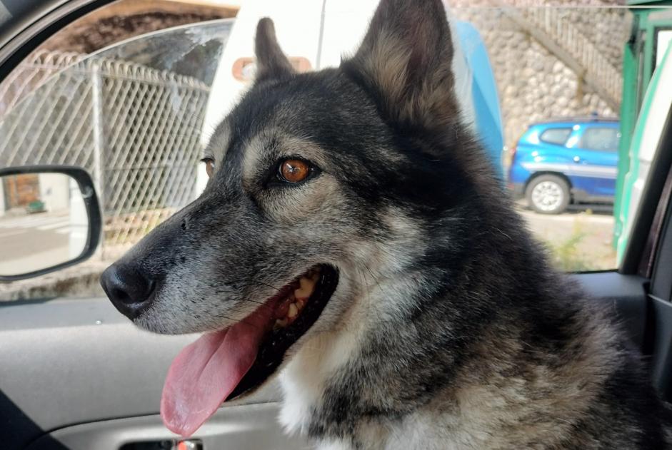 Alerta descoberta Cão  Fêmea Lavans-lès-Saint-Claude France