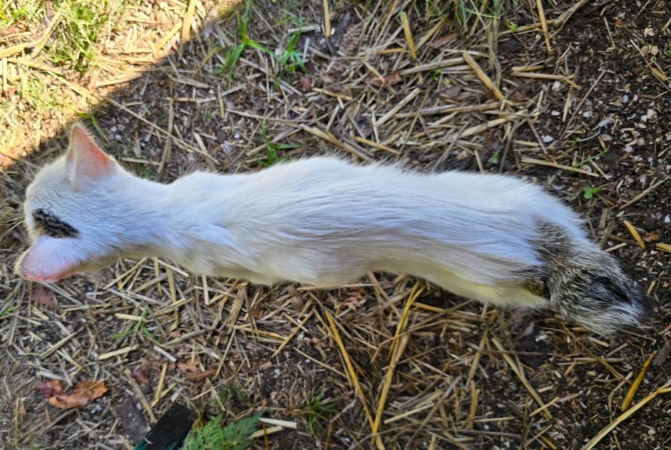 Alerta descoberta Gato cruzamento Fêmea , Entre 9 e 12 meses Carcen-Ponson France