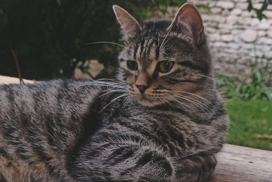 Alerta desaparecimento Gato  Macho , 1 anos Niort France