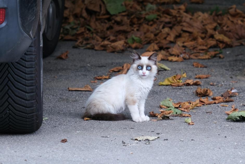 Alerta descoberta Gato cruzamento Desconhecido La Gacilly France