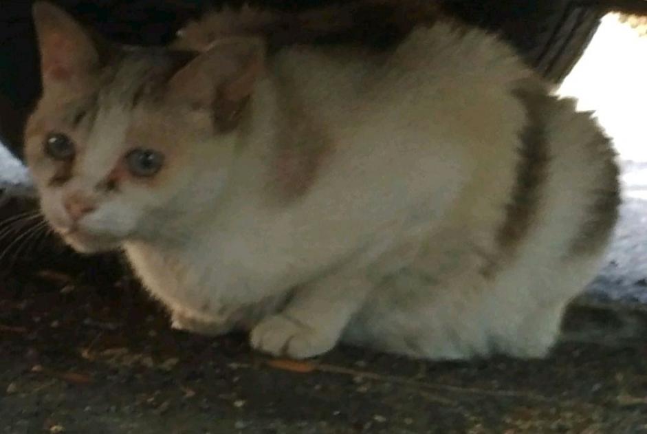 Alerta descoberta Gato cruzamento Desconhecido Lattes France