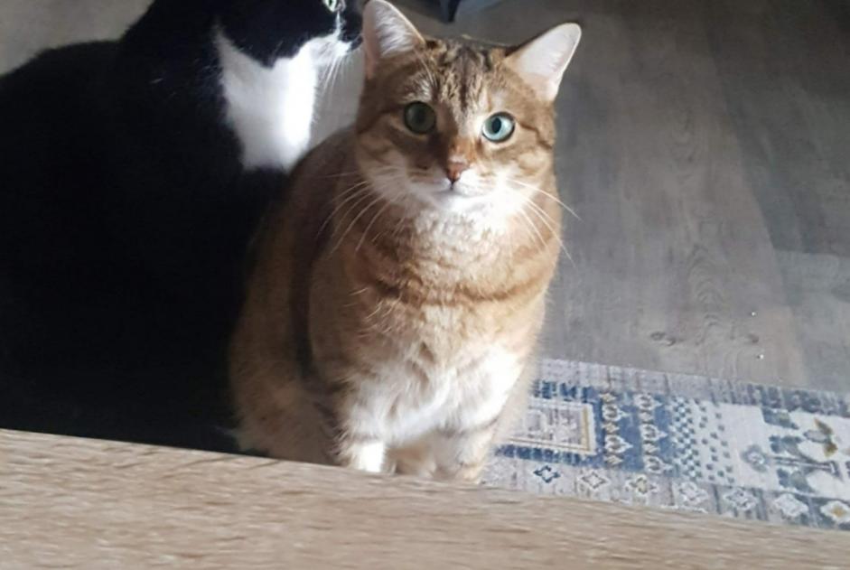 Alerta desaparecimento Gato  Fêmea , 2 anos Ballancourt-sur-Essonne France