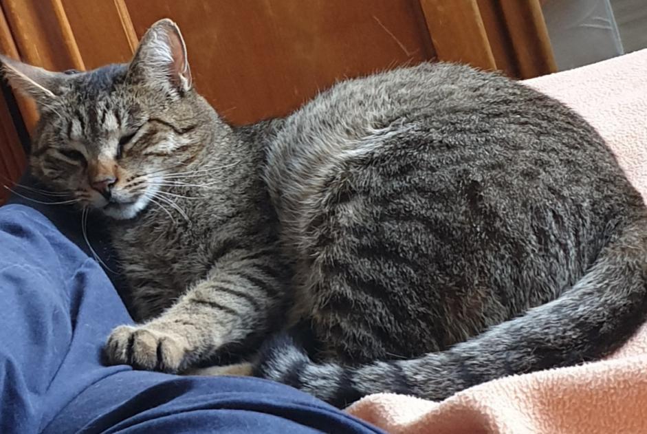 Alerta desaparecimento Gato Macho , 4 anos Saumur France