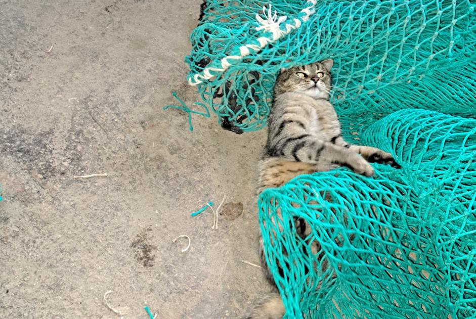 Alerta desaparecimento Gato cruzamento Macho , 4 anos Plonéour-Lanvern France