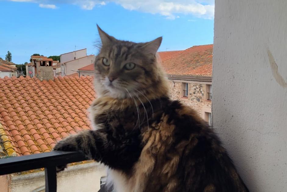 Alerta desaparecimento Gato cruzamento Macho , 6 anos Le Barcarès France