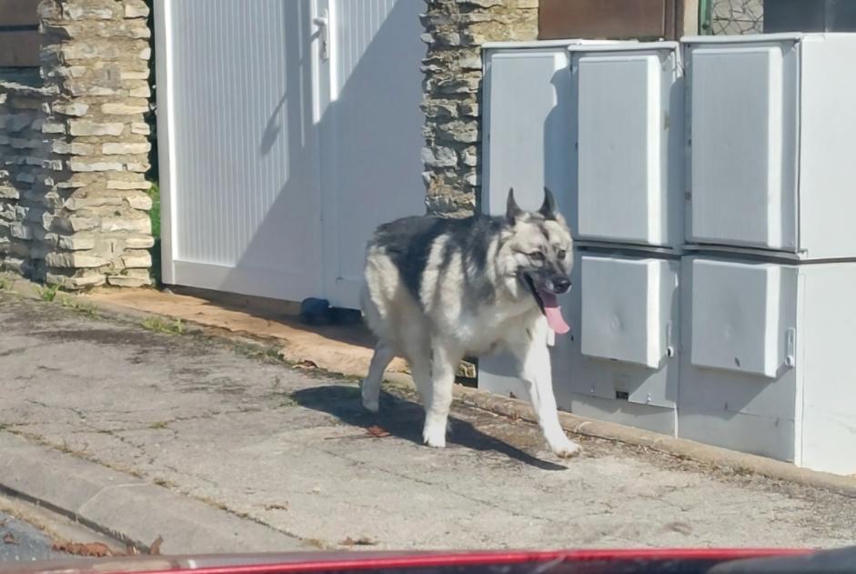 Alerta descoberta Cão  Desconhecido Fagnières France